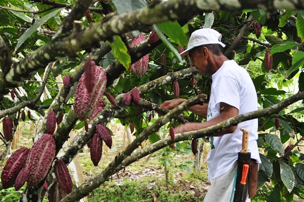  Arauca lista para exportar cacao especial de la variedad, “Sabor y Aroma” a Holanda, Estados Unidos, Indonesia y España.