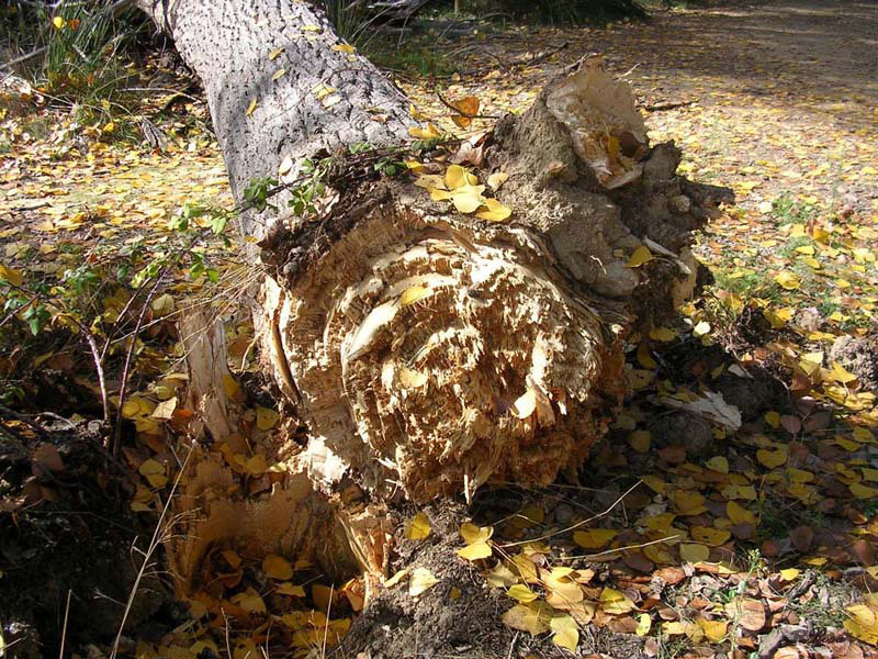  A niño de doce años le cayó un árbol encima en Tame