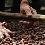  Cacao araucano dentro de los mejores a nivel nacional