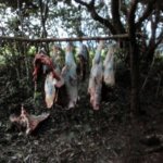  El abigeato a rienda suelta en Arauca