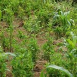  Campesinos cumplieron en erradicar cultivos ilícitos pero el gobierno nacional no. Piden soluciones inmediatas.