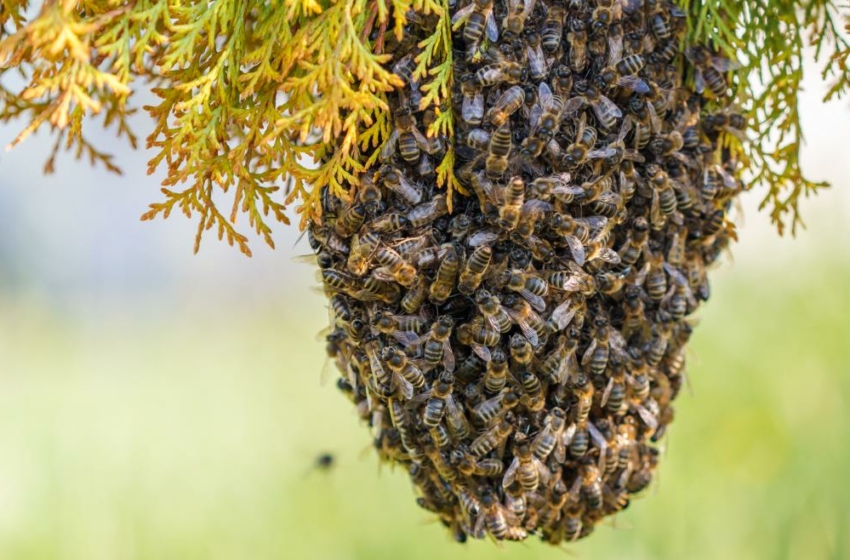  Comité Apiario entrega recomendaciones para el manejo de abejas en el MunicipioAbeja