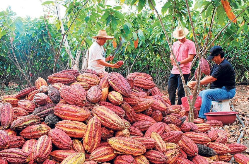  Mañana se cierra la convocatoria para sembrar cacao en Arauca