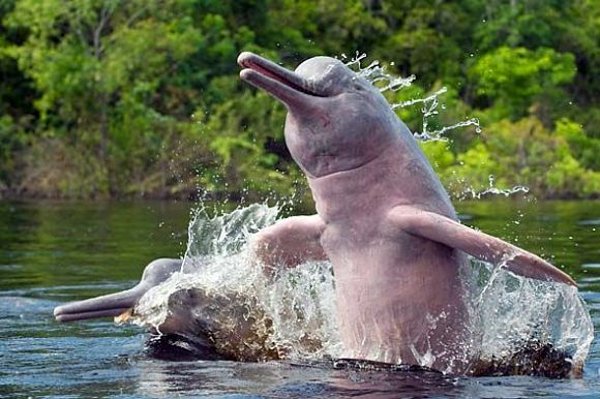  Rescatan un delfín rosado o Tonina en aguas del río Arauca