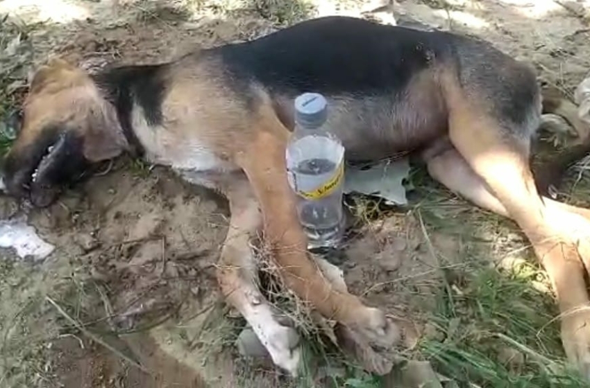  En el barrio Villa Esperanza y el Arauco inescrupulosos están envenenando perros y gatos