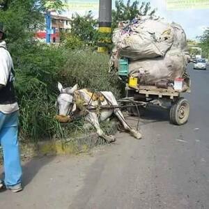  Transformación progresiva de Transporte Animal en Arauca