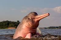  En el Día Internacional del Delfín Rosado, se pide proteger el río Arauca para salvaguardar esta especie