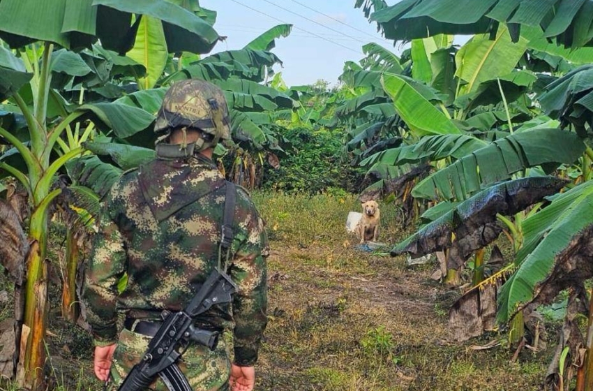  Desactivación Exitosa de Artefacto Explosivo en Plantación de Plátanos