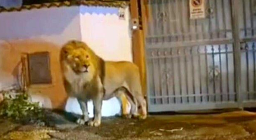  Caos en Ladispoli: La Huida del Rey de la Selva
